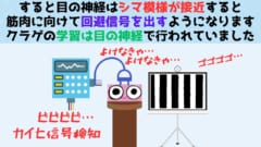 第7位：脳がないクラゲでも高度な学習ができると判明！