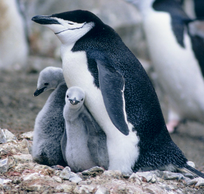 ヒゲペンギンの親子