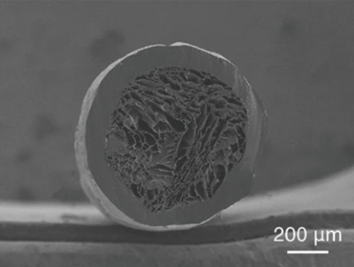 シロクマの毛の構造を模倣して作った「エアロゲル繊維」の断面図