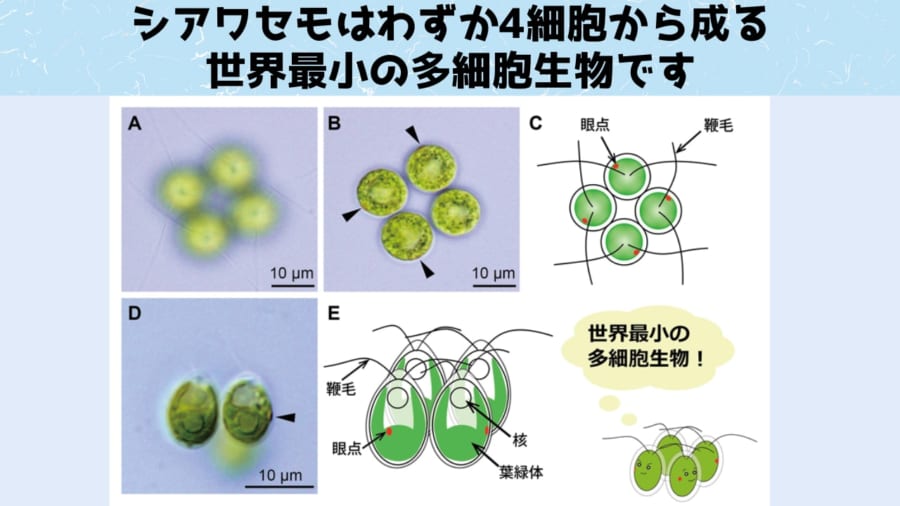 世界最小の4細胞しかない多細胞生物「シアワセモ」