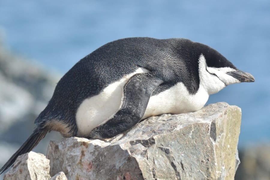 子育て中のヒゲペンギンは4秒のうたた寝を1万回も繰り返して11時間分の睡眠をとっていた！