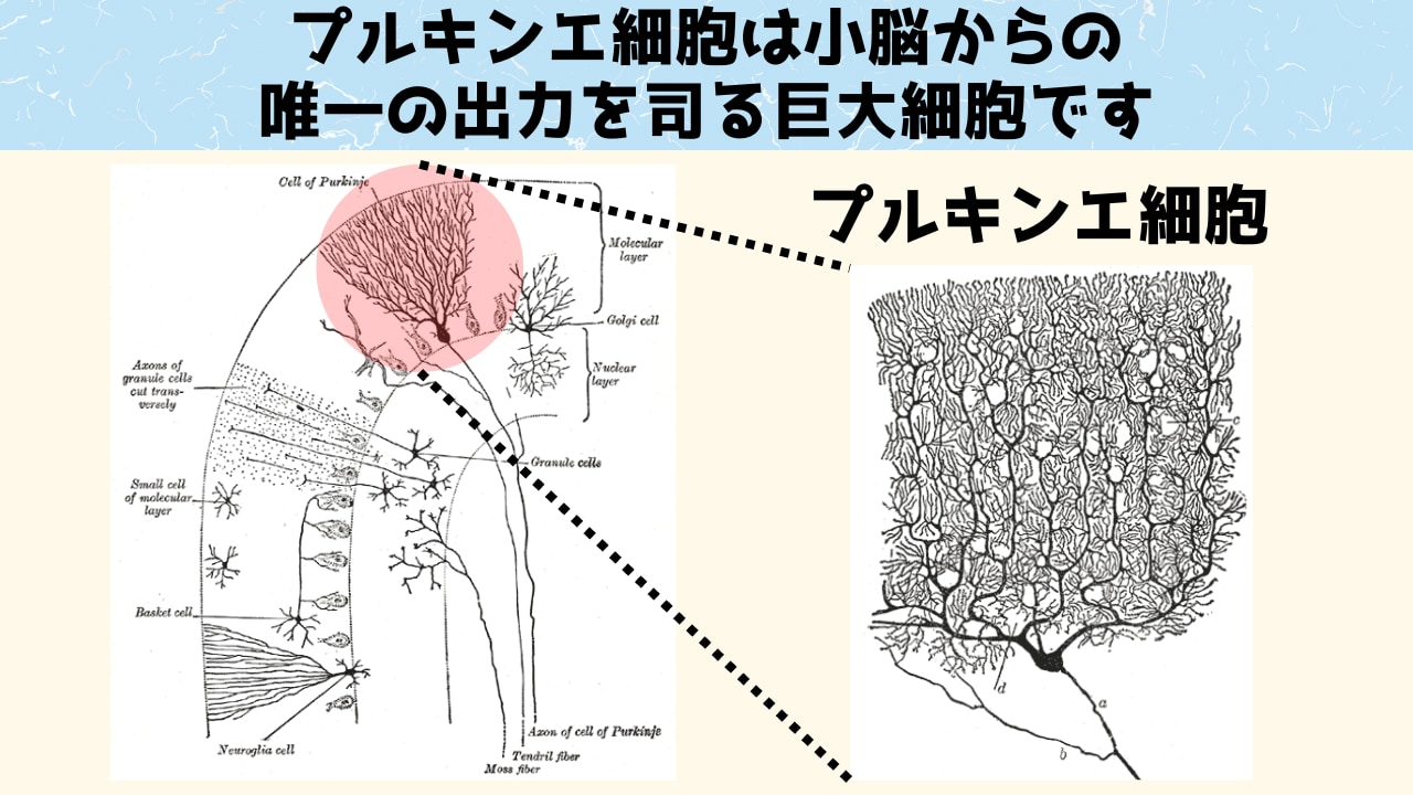 小脳を操作し攻撃性を抑えることで「平和な未来が現実」するかも