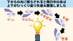 第1位：実は未解明問題「虫が光に引き寄せられる理由」がついに判明！