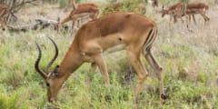 人間の活動がアフリカの草食動物の憩いの地を生み出していた