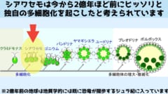 世界最小の4細胞しかない多細胞生物「シアワセモ」