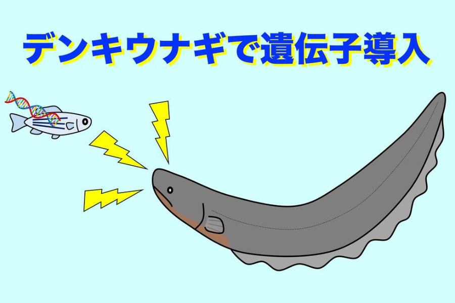 「デンキウナギの放電」は近くの生物の遺伝子を組換えていた!?