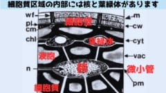 細胞壁がない裸の細胞質区画の内部に核と葉緑体が詰まっている。また原形質区画は微小な管で繋がっている