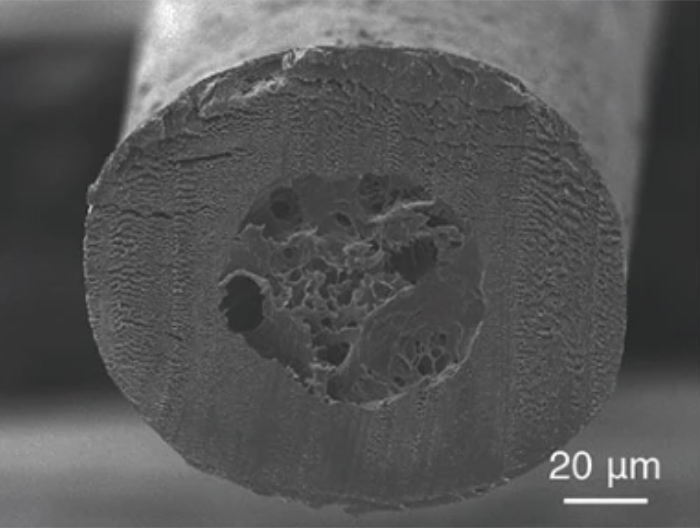 シロクマの毛の断面図（コア部分が多孔質になっている）