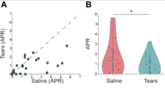 女性の涙（Tears）と生理食塩水（Saline）での攻撃的行動（APR）の違い。涙を嗅いだ時に顕著に攻撃性が低くなっていた