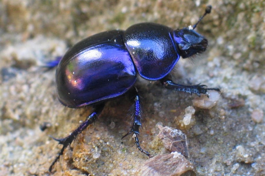 現生するセンチコガネの一種（学名：Geotrupes vernalis）