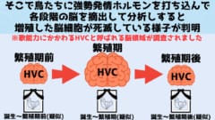 交尾の時期に「脳の一部を2倍」に増量させる鳥たちの仕組みを解明！