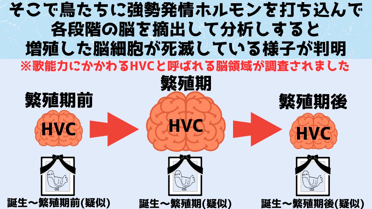 交尾の時期に「脳の一部を2倍」に増量させる鳥たちの仕組みを解明！