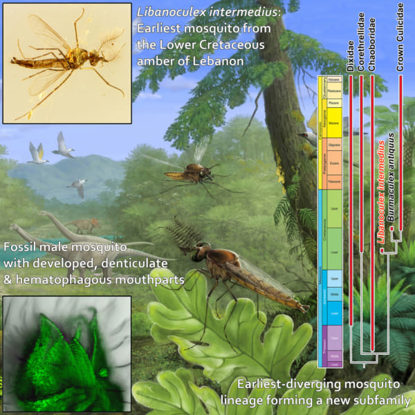 新種の蚊が生きていたときの復元イメージ