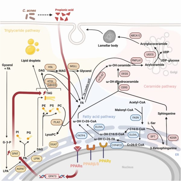 トリグリセリド合成に対するアクネ菌の影響と、表皮バリアを形成する他の脂質との関係のモデル。暗い赤色の太い矢印は、PPARαの活性化によって誘導される生成物を示す。