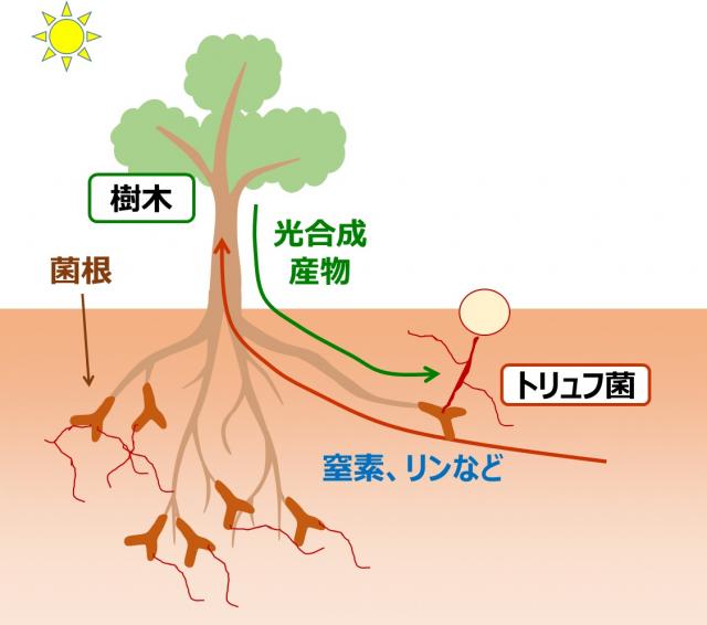 トリュフ（菌根菌）と樹木の共生関係 