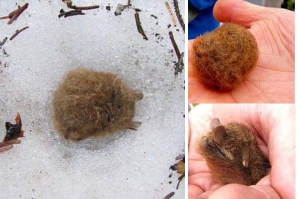 丸まって冬眠するかわいいコウモリ！雪の中に寝ぐらを作る動物はシロクマ以外で唯一