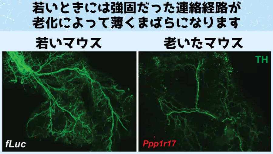 特定の脳細胞が活性化されるとマウスの寿命が延びると判明！