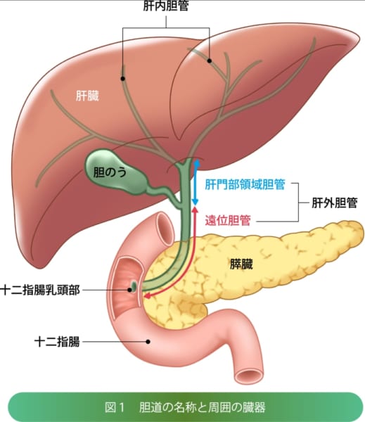 肝臓内の枝状になっている胆管部に定着