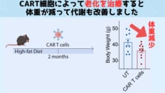 T細胞を操作して「若さの泉」とすることに成功！