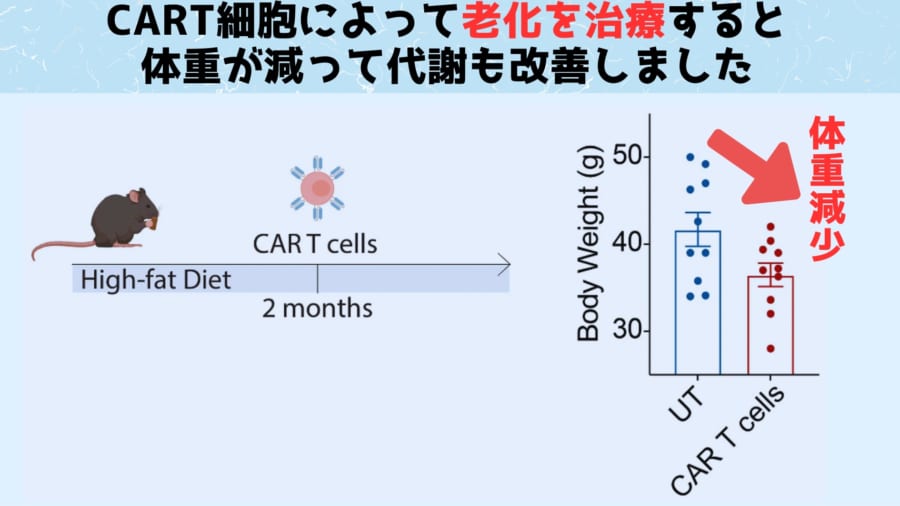 T細胞を操作して「若さの泉」とすることに成功！