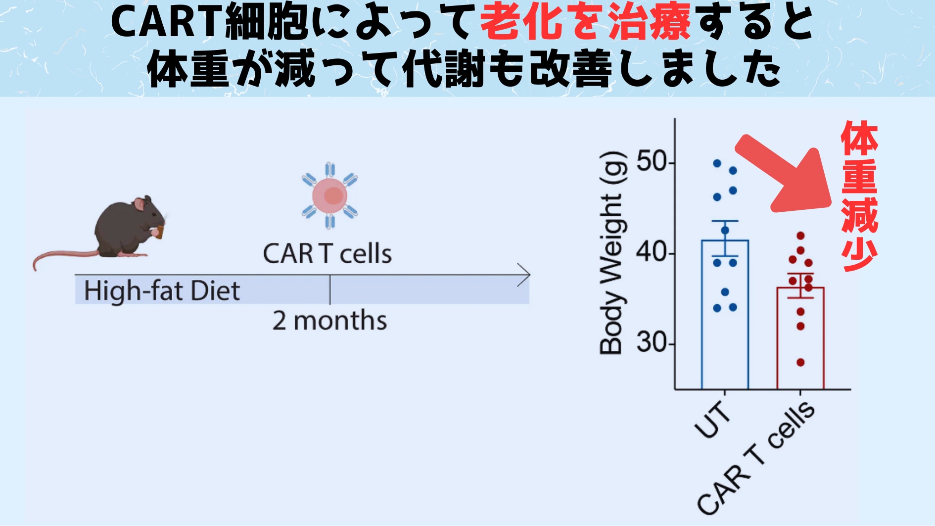 T細胞を操作して「若さの泉」とすることに成功！