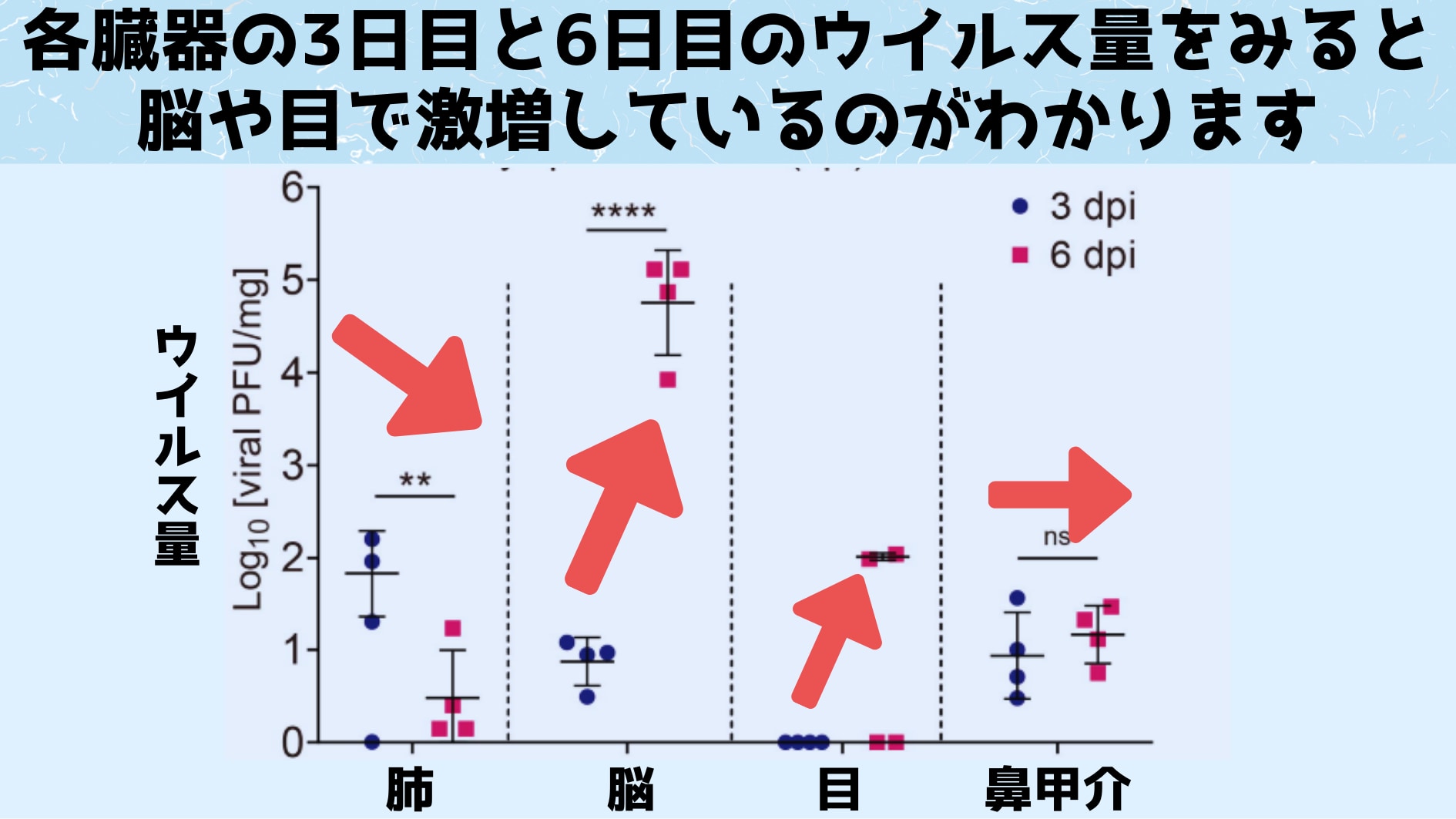 各臓器のウイルス量