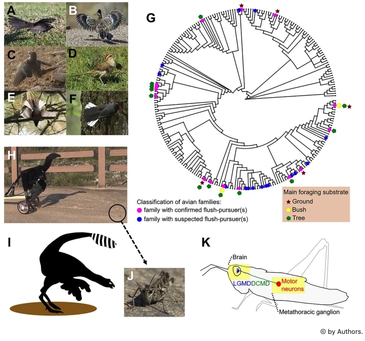 A〜F：羽で虫を誘き出す戦略をする鳥たち、G：現生鳥類で羽で誘き出す狩りができる種の生息分布（赤：地面、黄：茂み、緑：樹上）