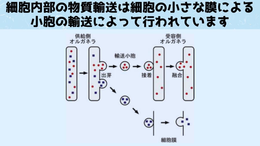 植物も人間と同じように麻酔にかかってしまうのはなぜか？