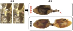 背板の一部を切除すると羽の発達が大きく阻害される