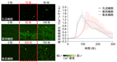 気孔で最も早くシグナル発生し、次に葉肉細胞、最後に表皮細胞で発生