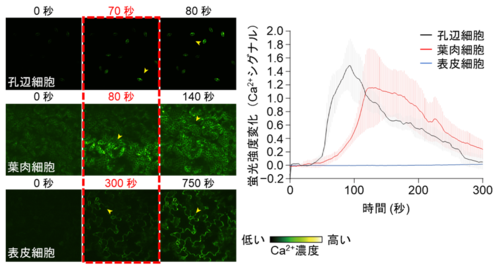 気孔で最も早くシグナル発生し、次に葉肉細胞、最後に表皮細胞で発生