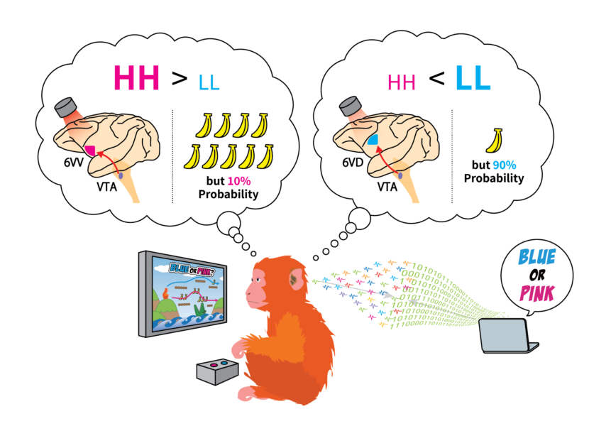 研究のイメージ。ハイリスク・ハイリターン（HH）とローリスク・ローリターン（LL）の経路を選ぶゲームをするサル。（実際の研究では、目線で色を選ぶ二者択一課題）