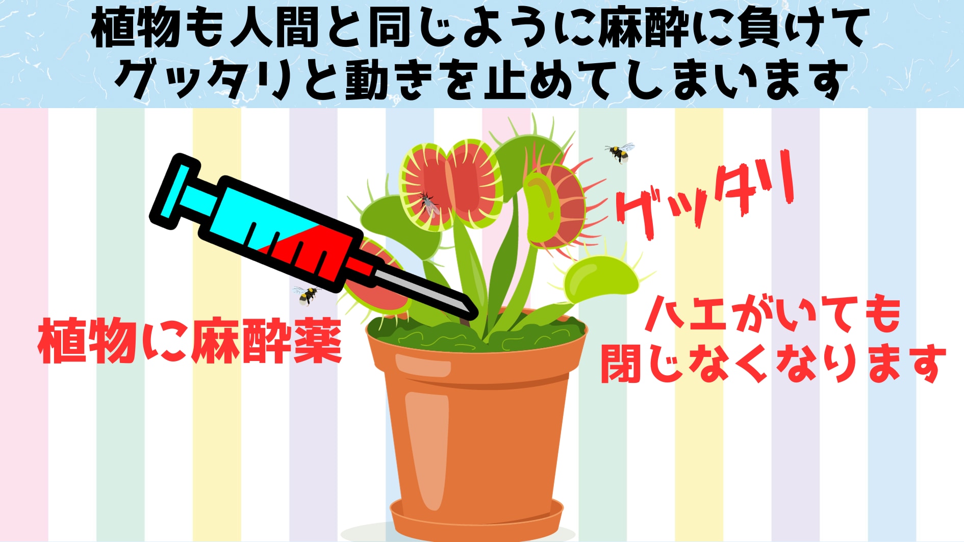 植物も人間と同じように麻酔にかかってしまうのはなぜか？