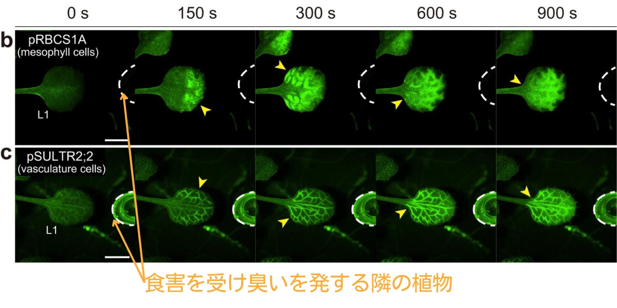 食害などを受け隣の植物が発した臭いに反応する様子の可視化