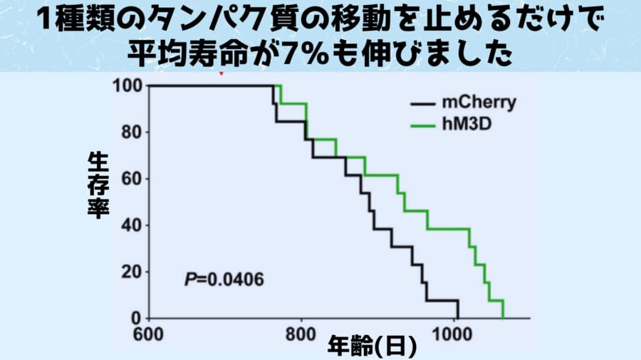 特定の脳細胞が活性化されるとマウスの寿命が延びると判明！