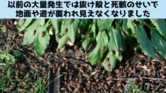 今年「1兆匹の素数セミ」が周期の重なりによって一斉羽化する