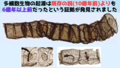 多細胞生物の起源は定説よりも遥かに古かったと判明！