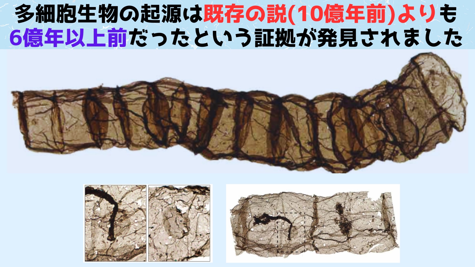 多細胞生物の起源は定説よりも遥かに古かったと判明！