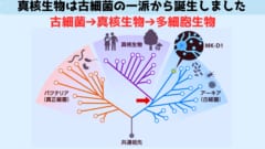 多細胞生物の起源は定説よりも遥かに古かったと判明！