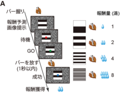 報酬量の予測に基づく行動課題