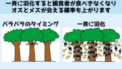 今年「1兆匹の素数セミ」が周期の重なりによって一斉羽化する