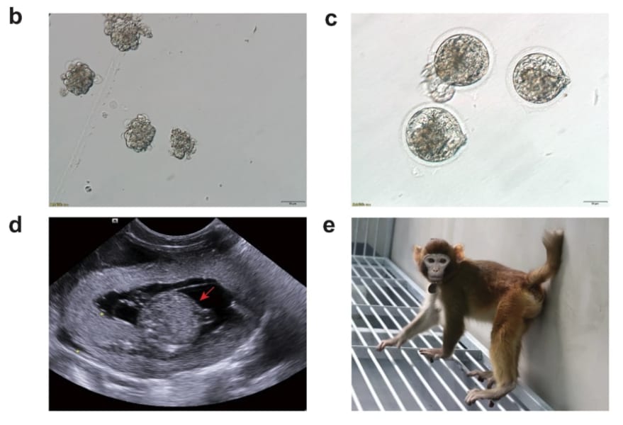 bクローン胚の内部細胞塊、c正常な胚盤胞に内部細胞塊を移植したもの、d妊娠60日目、e誕生したリトロ