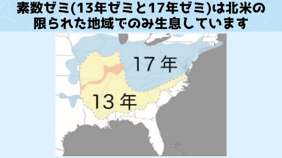 今年「1兆匹の素数セミ」が周期の重なりによって一斉羽化する