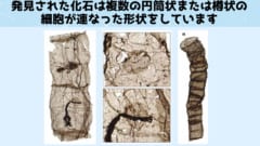 多細胞生物の起源は定説よりも遥かに古かったと判明！