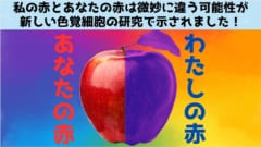 「私の赤」と「あなたの赤」は違う可能性が高い　色覚細胞の研究から意外な発見