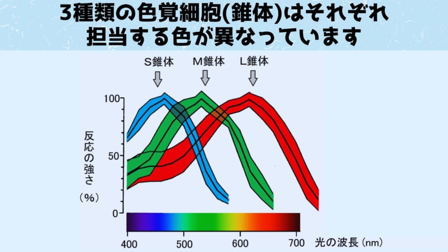 「私の赤」と「あなたの赤」は違う可能性が高い　色覚細胞の研究から意外な発見