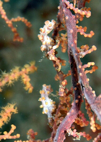 インドネシアの海で撮影されたHippocampus bargibanti