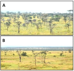 ツヤオオズアリが侵入していない地域（Ａ）と侵入した地域（Ｂ）