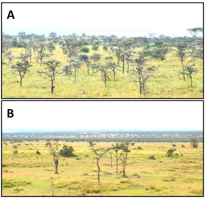 ツヤオオズアリが侵入していない地域（Ａ）と侵入した地域（Ｂ）