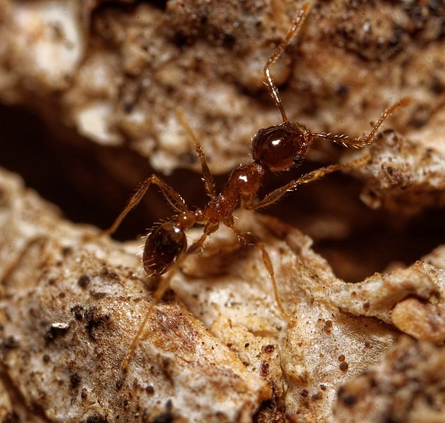 ツヤオオズアリ（学名：Pheidole megacephala）